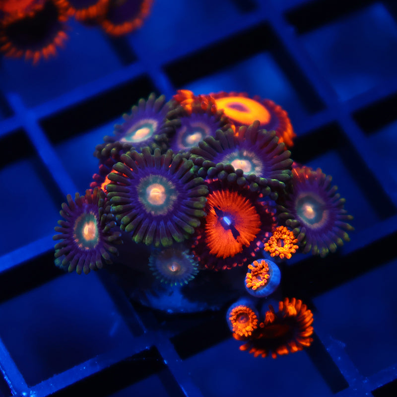 Combo Zoa