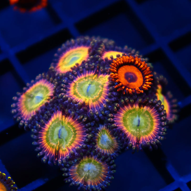 TCK Rainbows With Oxides