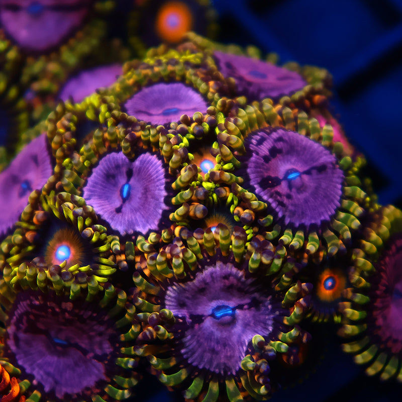 WWC Purple Monsters/Scrambled Eggs Combo