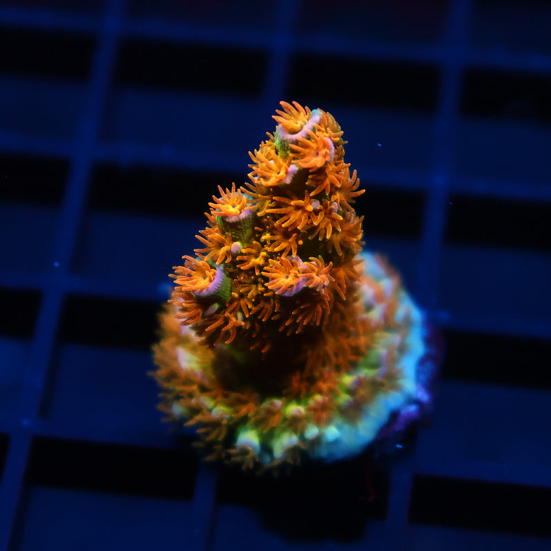 Juicy RRC Orange Passion