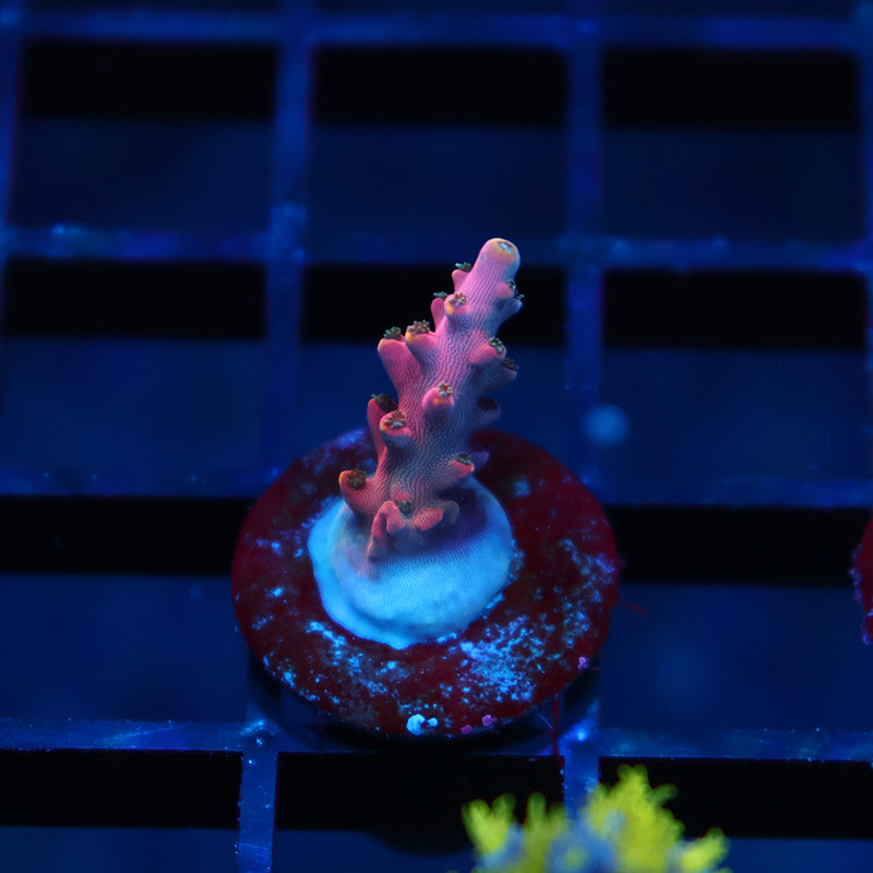 TCK Glow Forge Acro