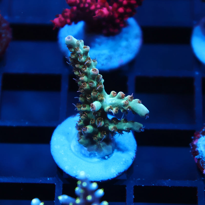 TCK Pink Polyp Shortcake