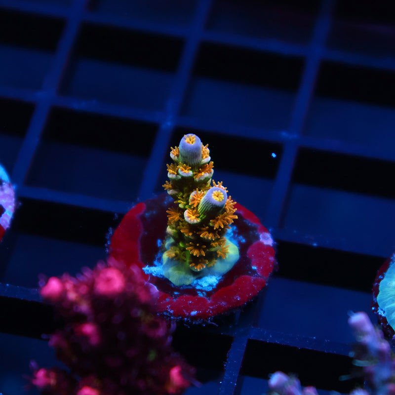 RRC Orange Passion