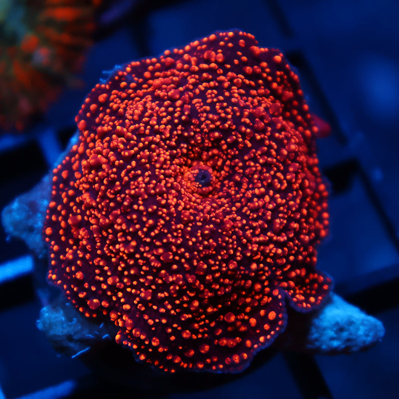 Juicy TCK Interstellar Mushroom