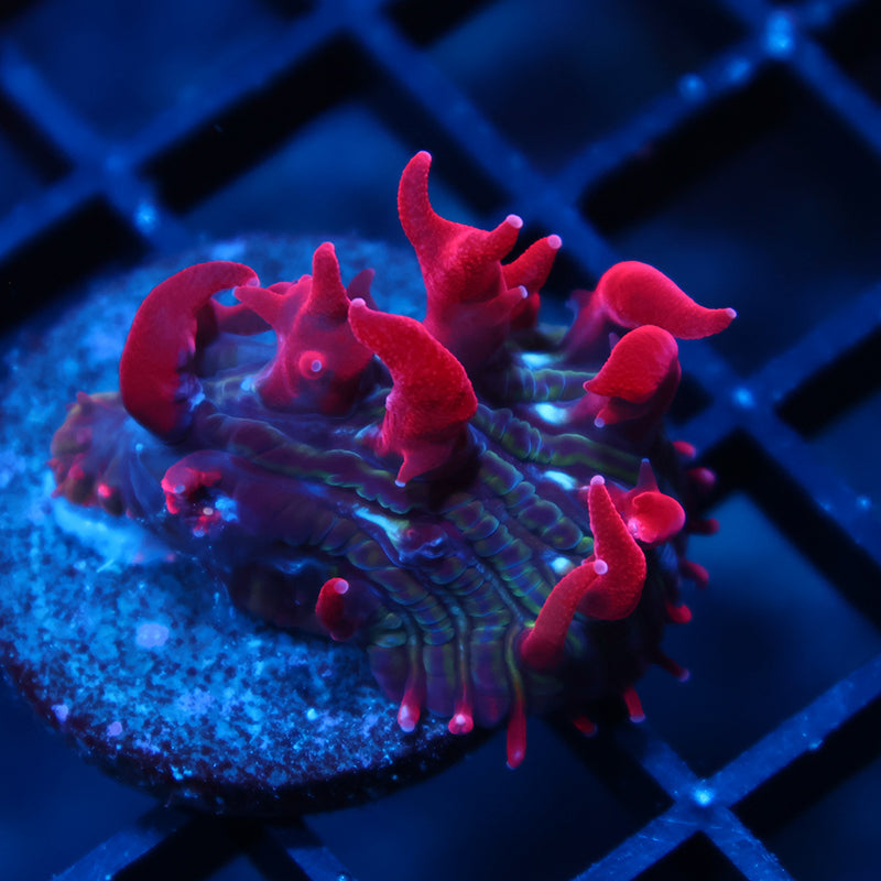 TCK Crazy Red Plate