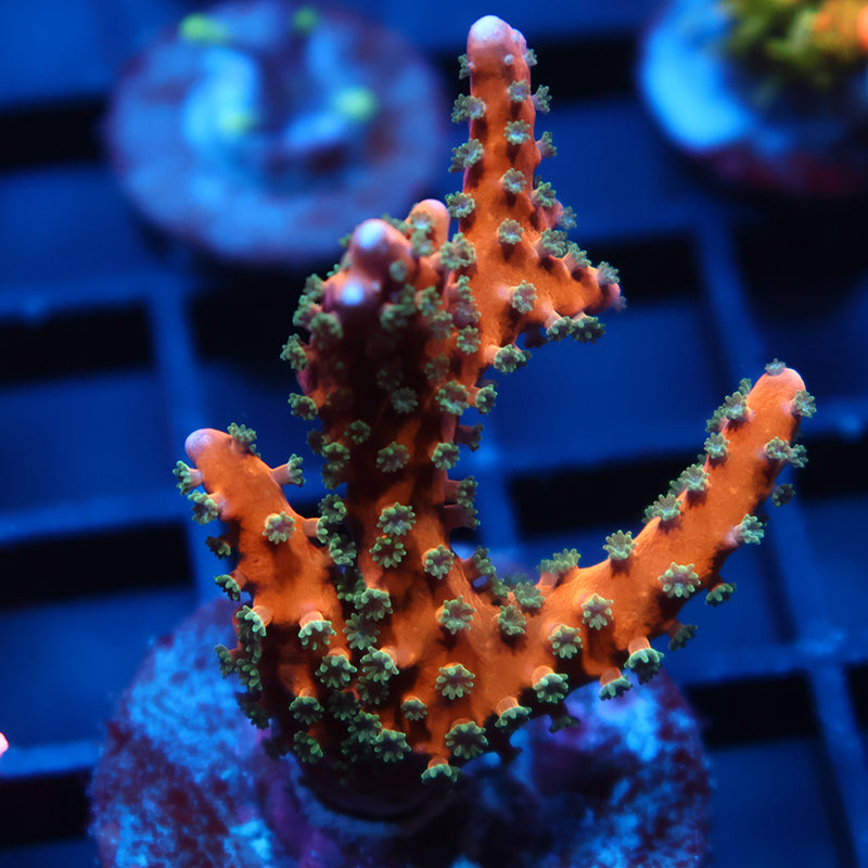 Lg RRC Tropicana Anacropora