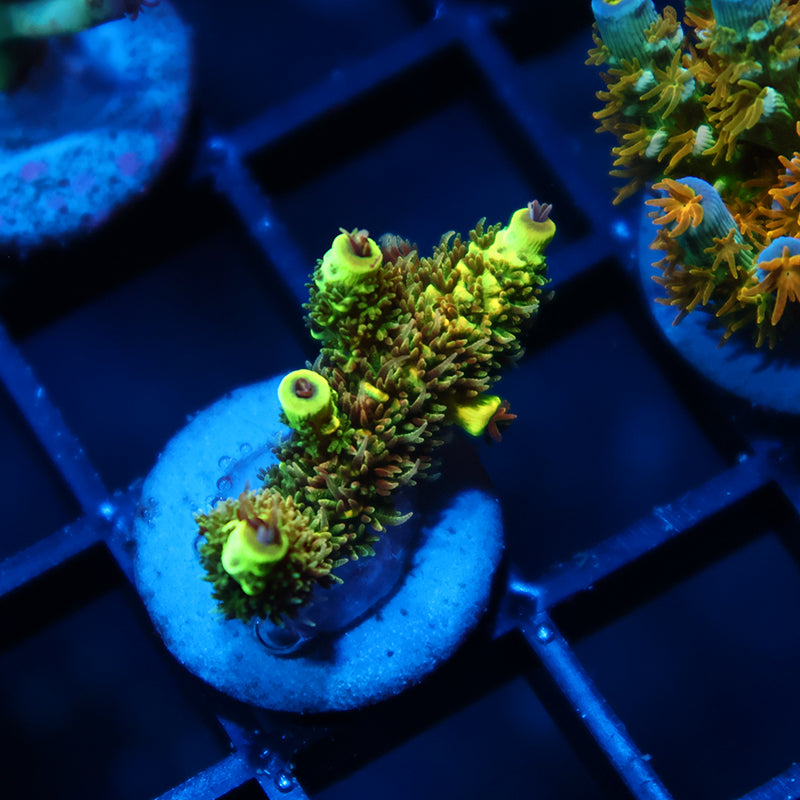 RRC Rainbow Splice Green