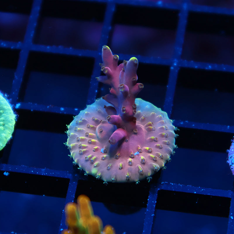 TCK New Dragon Acro