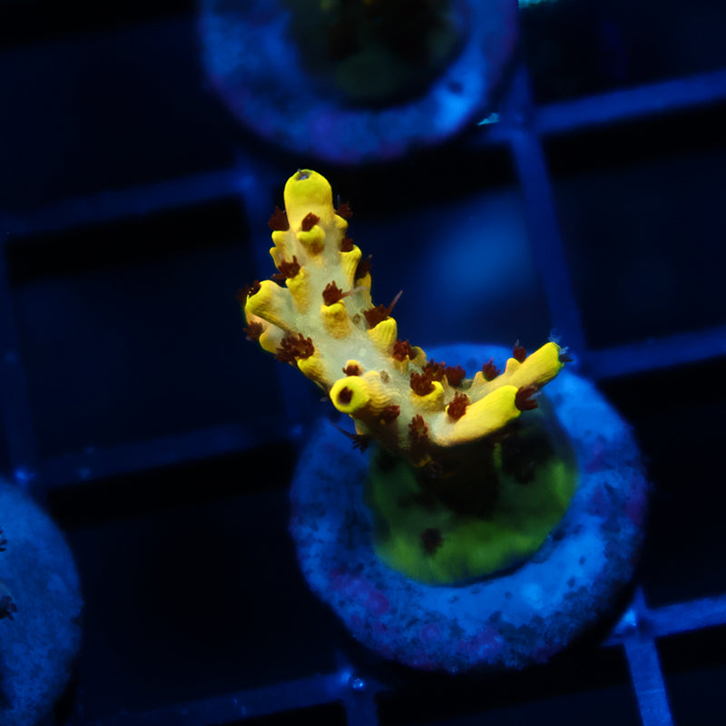 TCK Pikachu