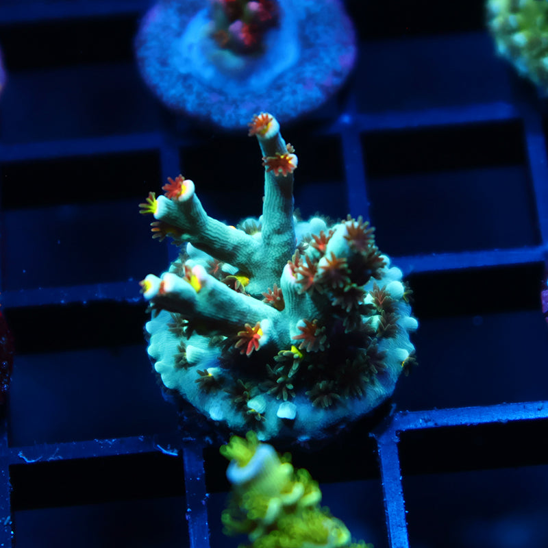 Lg TCK Rainbow Unicorn Speciosa