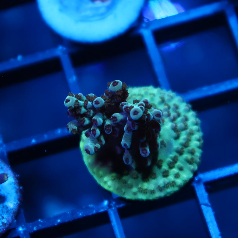 TCK Berry Nasuta