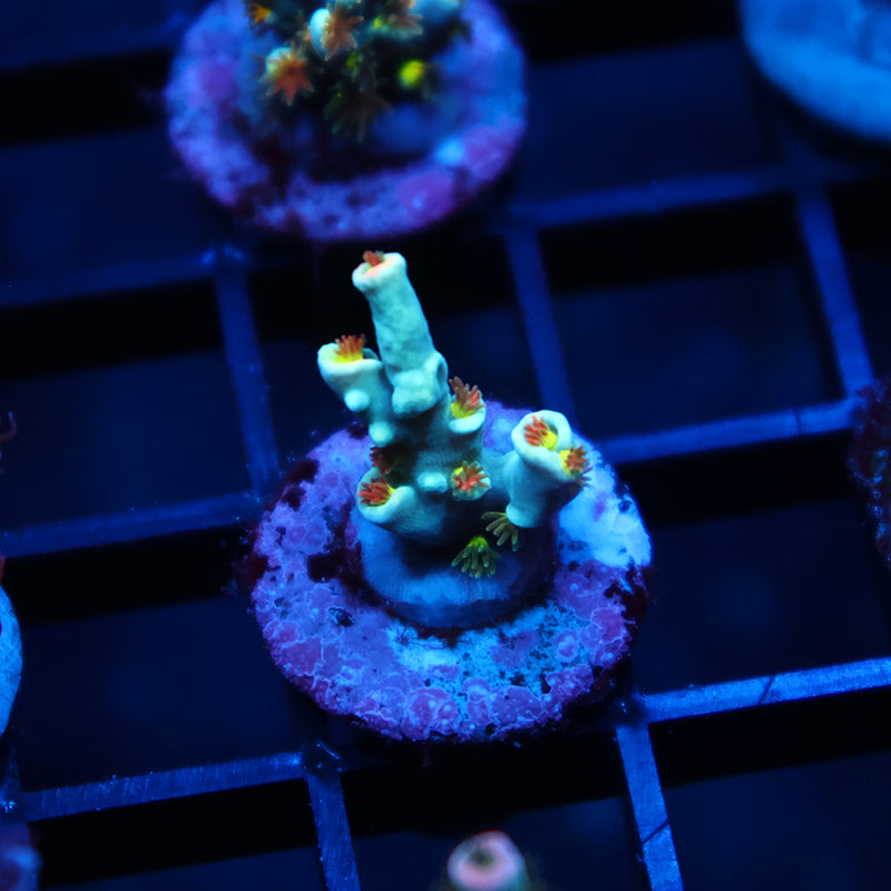TCK Ultimate Orange Polyp Speciosa