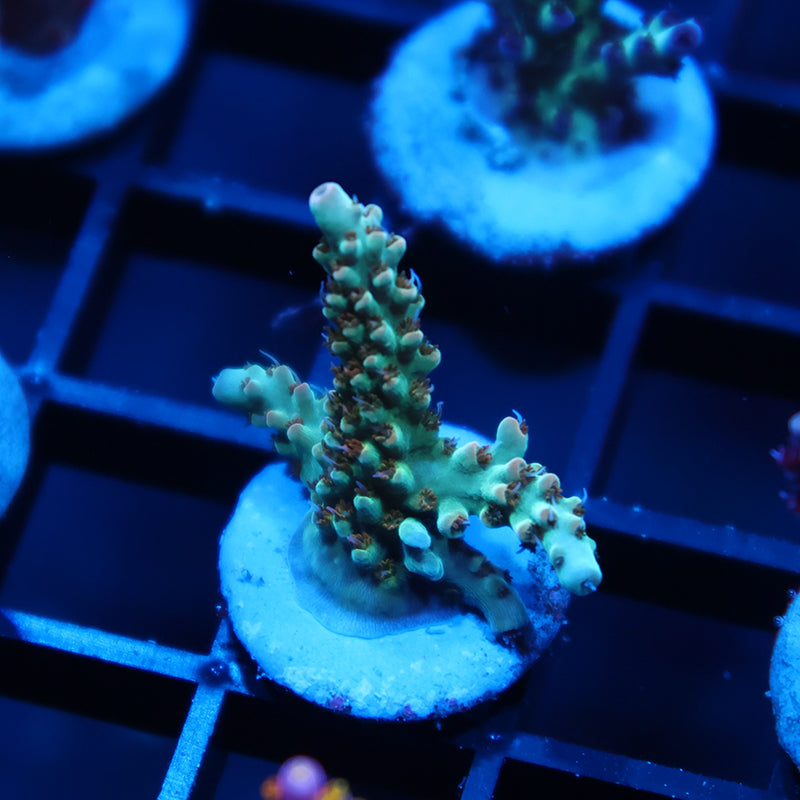 TCK Pink Polyp Shortcake