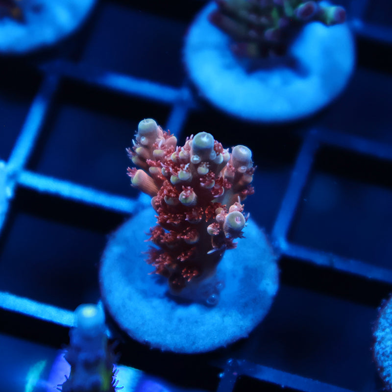 TCK Molten Core Acro
