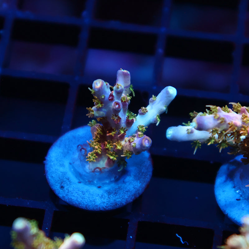 TCK Grafted Kaleidoscope