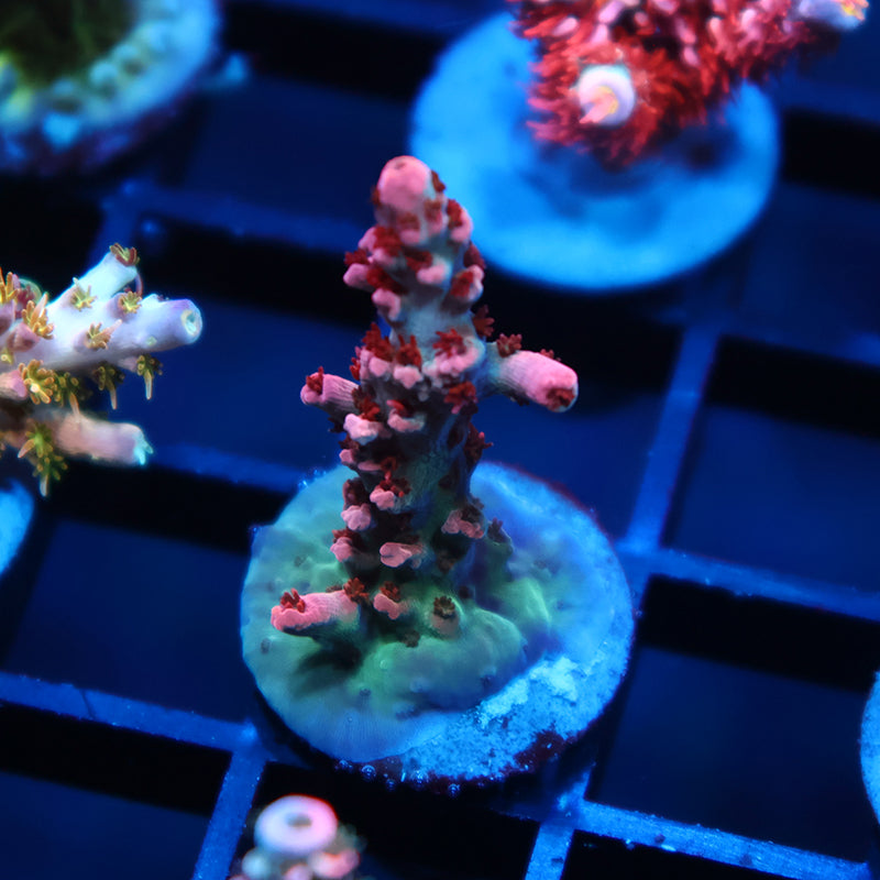 TCK Fire Ants