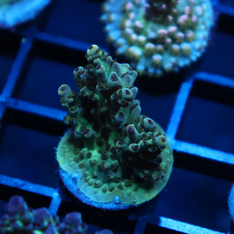 TCK Berry Nasuta