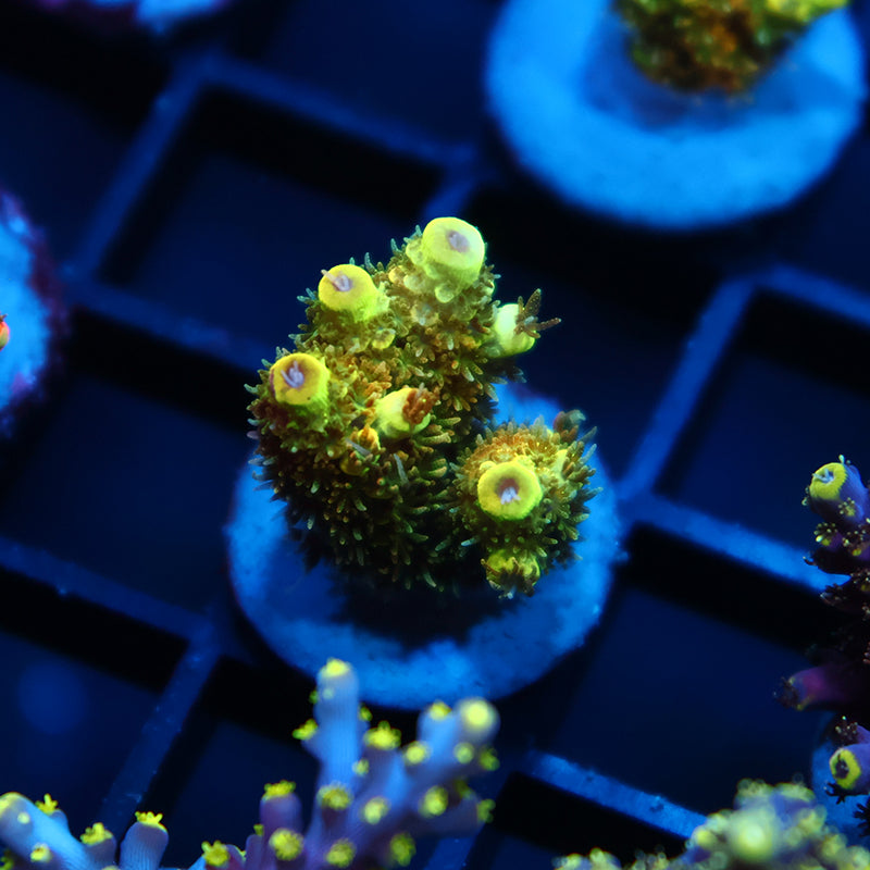 RRC Rainbow Splice Green