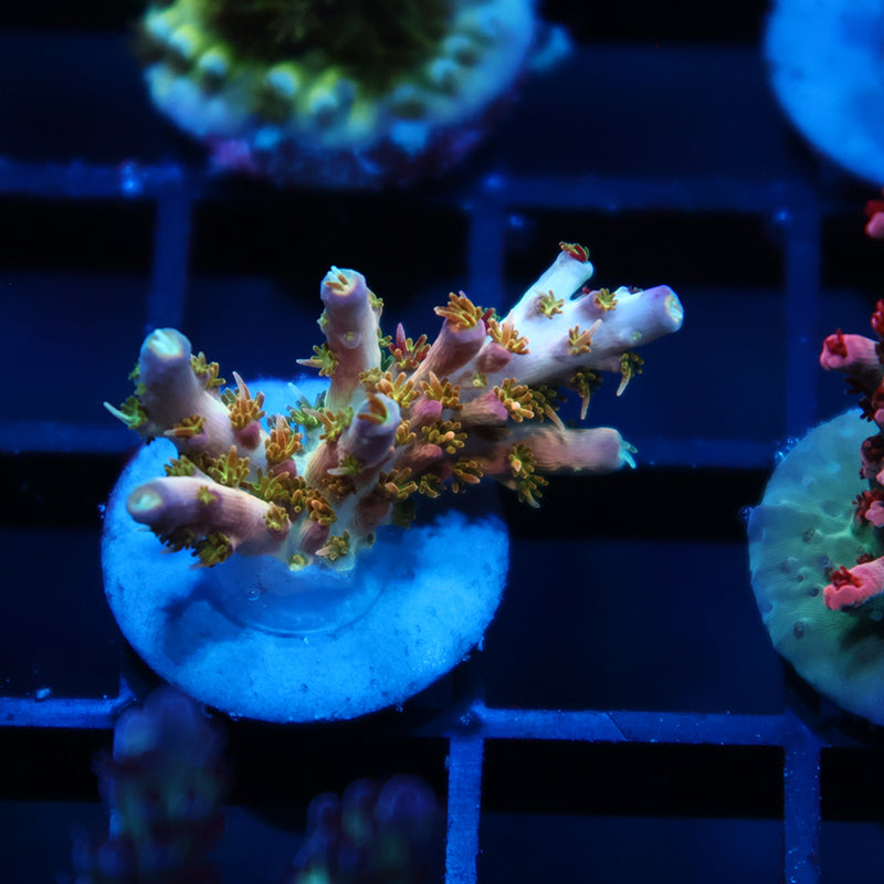 TCK Grafted Kaleidoscope