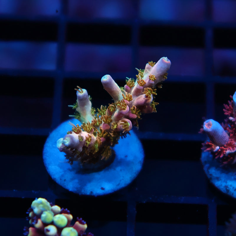 TCK Grafted Kaleidoscope