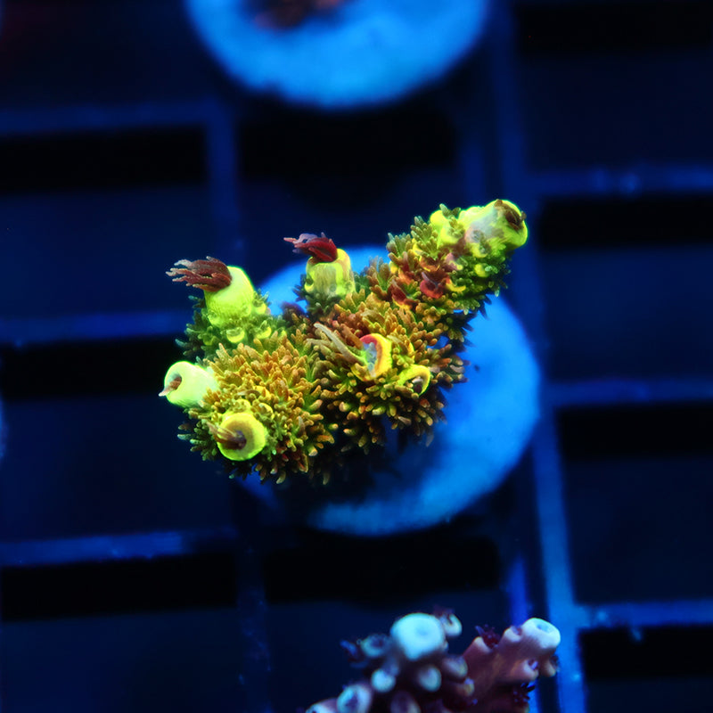 RRC Rainbow Splice