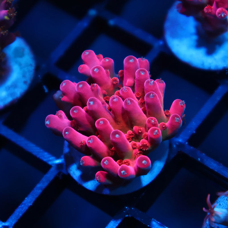 TCK Fire Blossom
