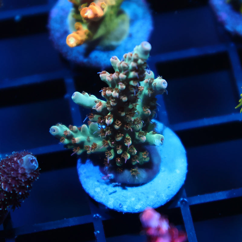 TCK Pink Polyp Shortcake