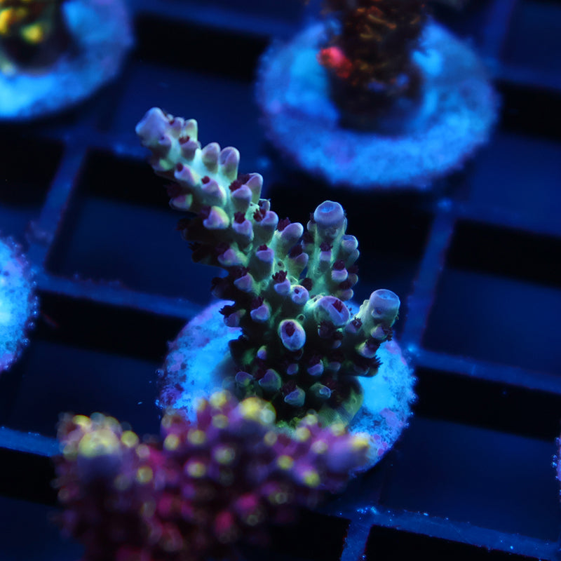 TCK Berry Nasuta