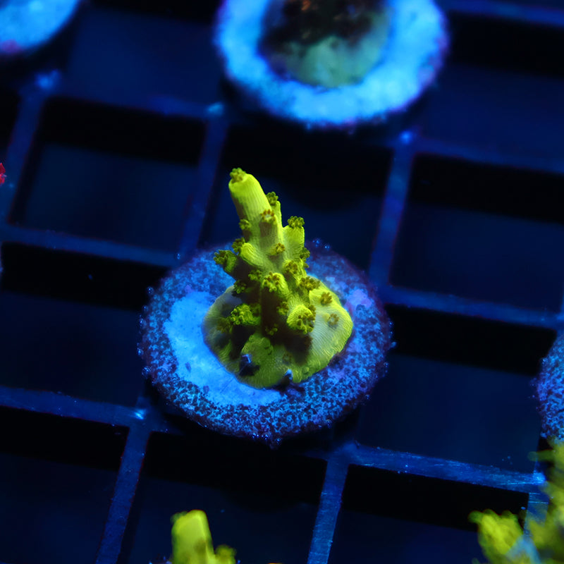 TCK Toxic Green Humilis