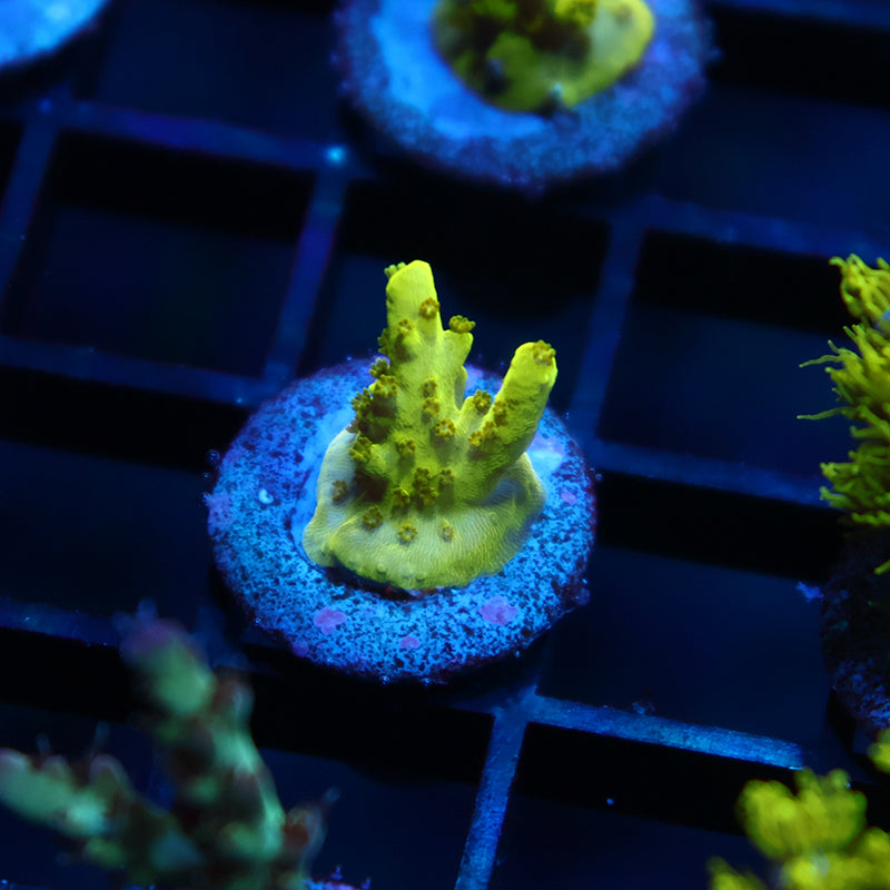 TCK Toxic Green Humilis