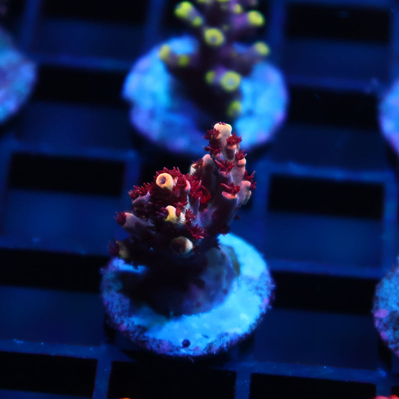 TCK Blastwave Acro