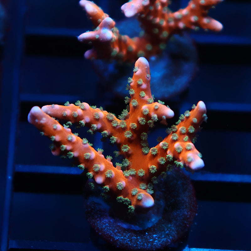 RRC Tropicana Anacropora