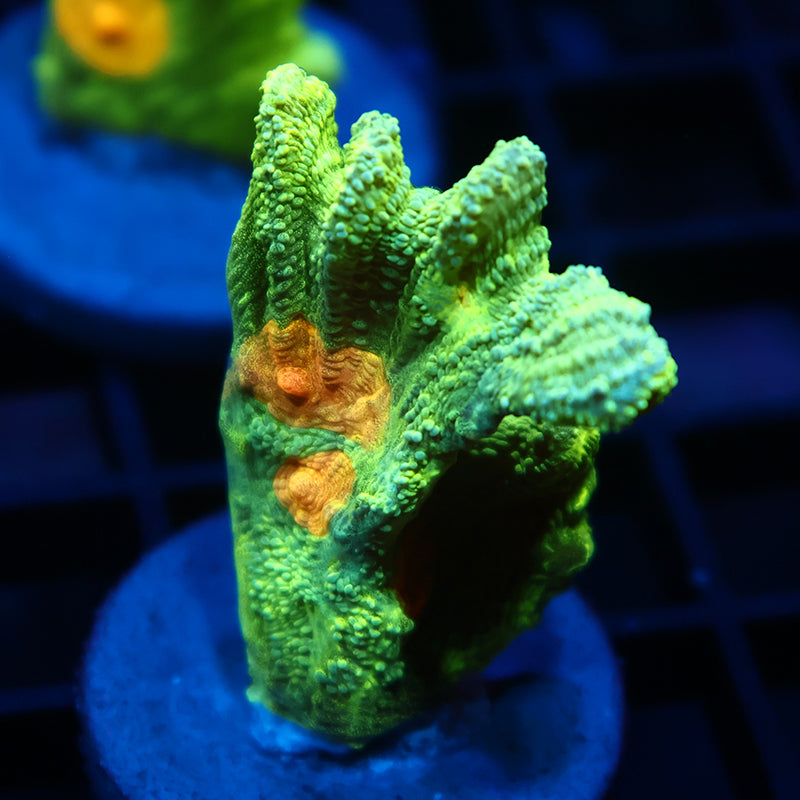 Space Invaders Pectinia