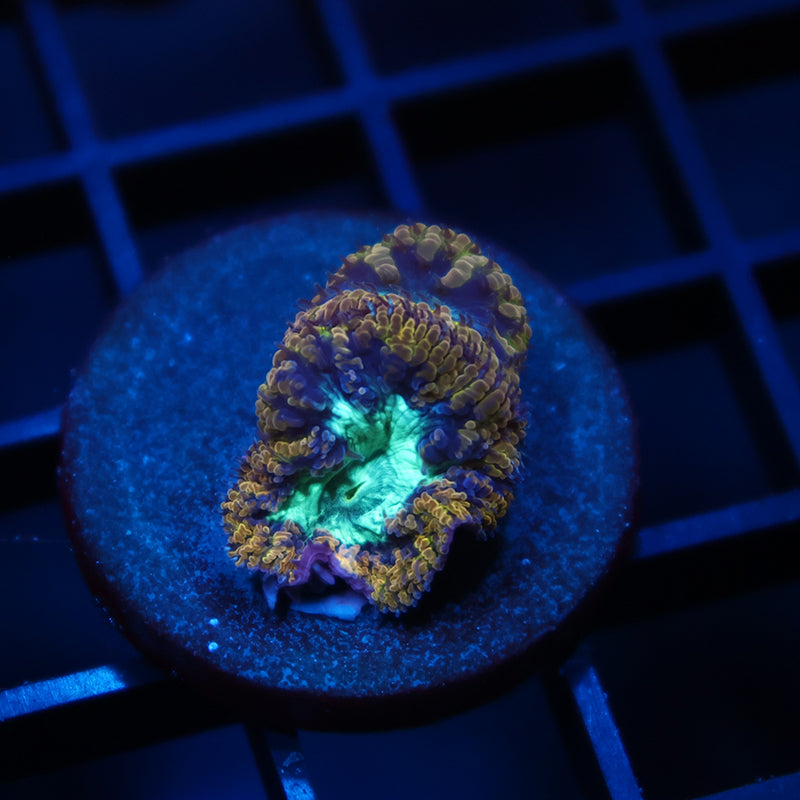 TCK Frozen Green Blastos