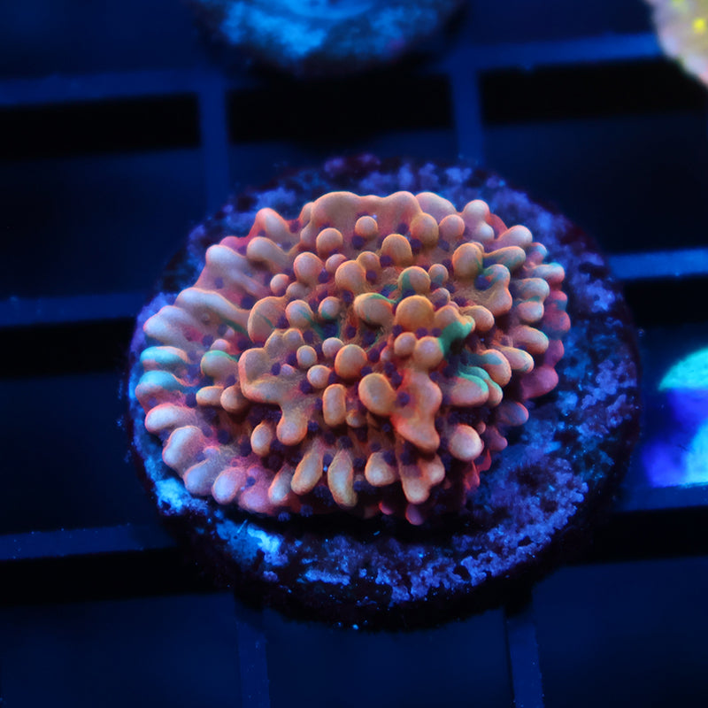 TCK Grafted Slowburn Monti