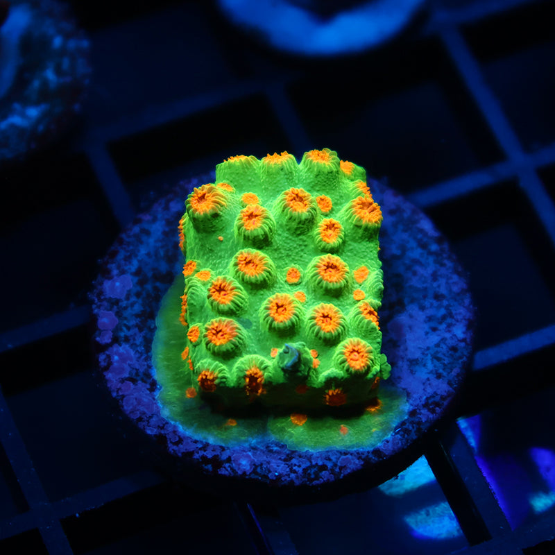 TCK Reptar Cyphastrea
