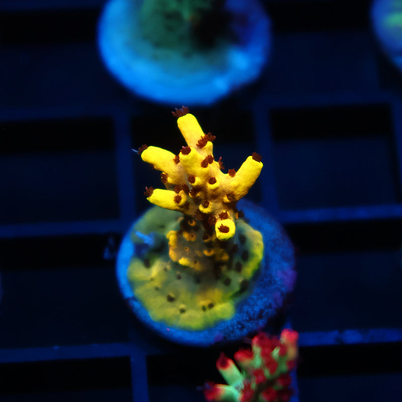 TCK Pikachu