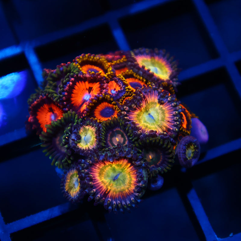 Sweet Zoa Mix