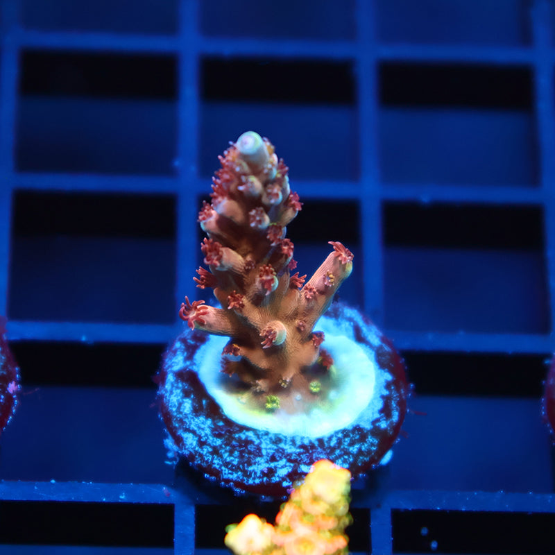 TCK Molten Core