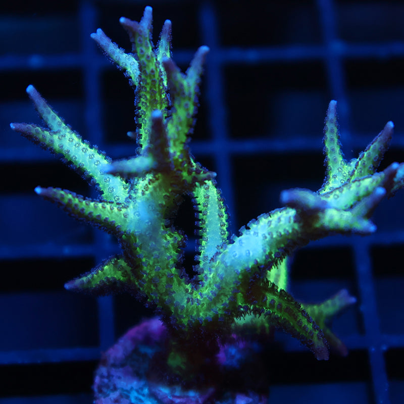 Ponape Birdsnest