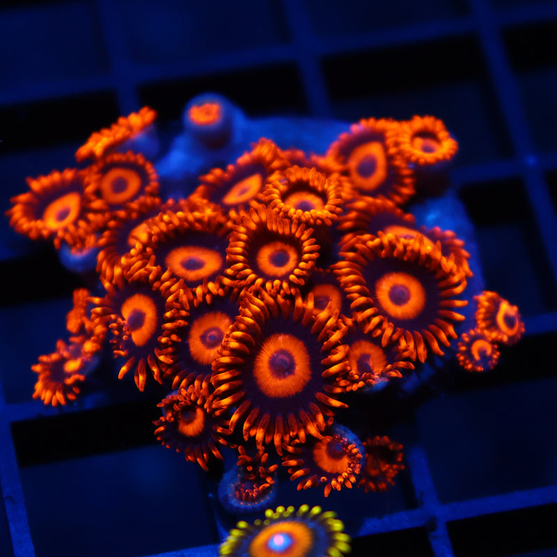 Oxides