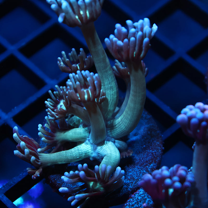 TCK Teal Gumballs Goni