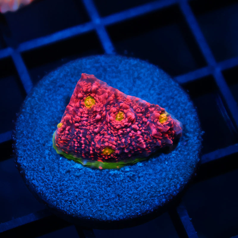 Tyree Pink Watermelon Chalice