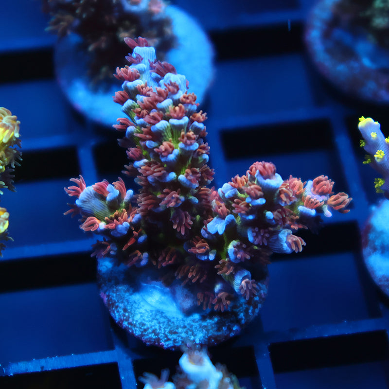 TCK Disco Inferno Tenuis