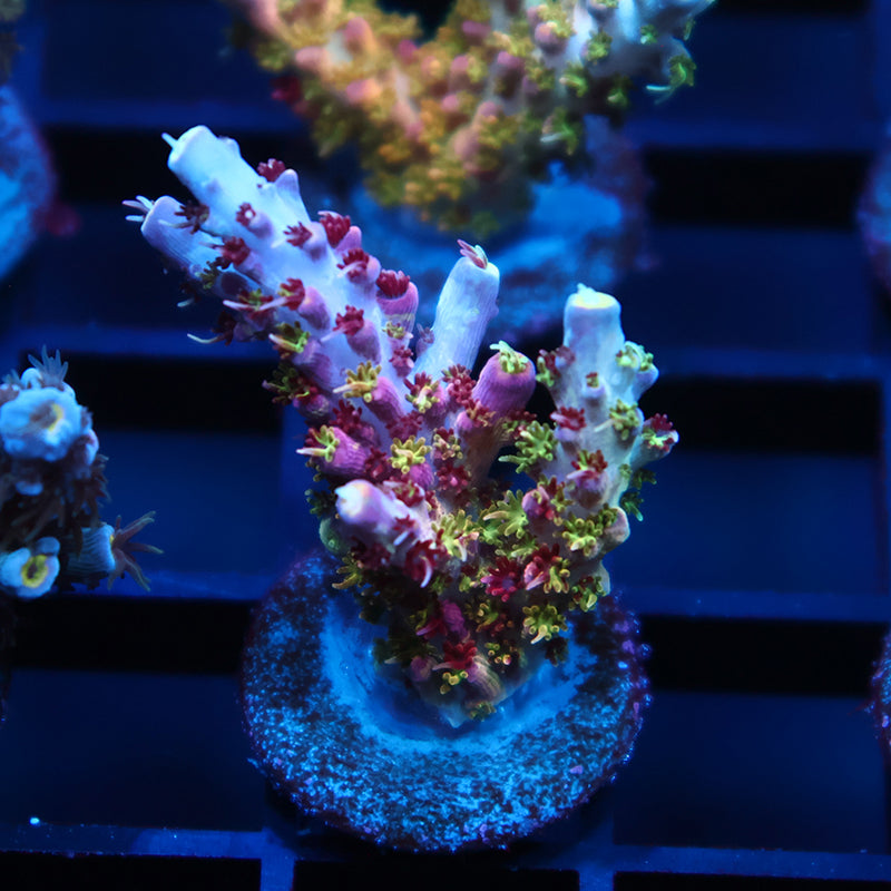 TCK Grafted Kaleidoscope