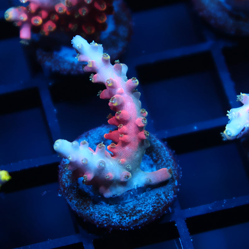 TCK Glow Forge Acro