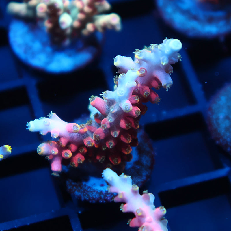 Forge Rocks Glow TCK Glow Forge Acro – TCKCorals