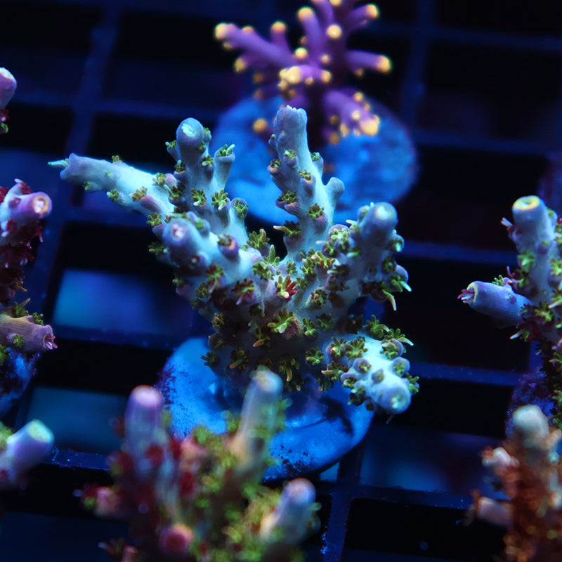 TCK Grafted Kaleidoscope