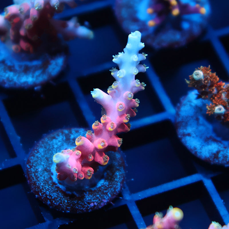 TCK Glow Forge Acro