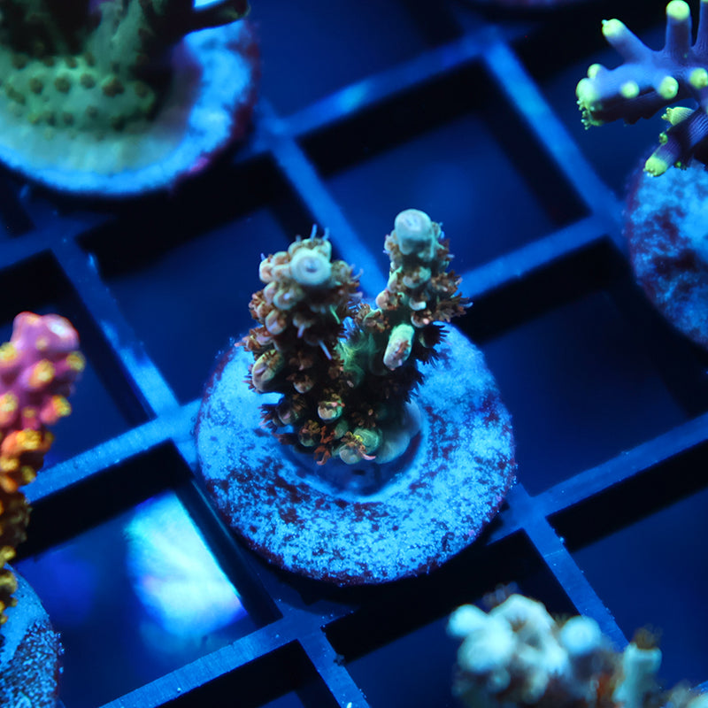 TCK Pink Polyp Shortcake